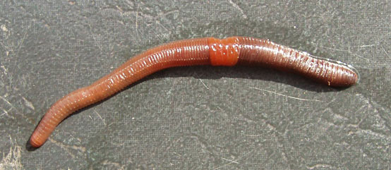 worm