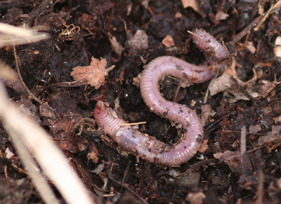 Invasion of the Earthworms — In Defense of Plants