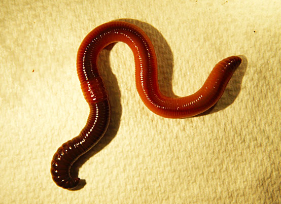 Nelson: Earthworms causing havoc in Alberta forests